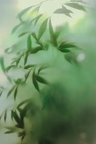 Mysterious Plant in Fog